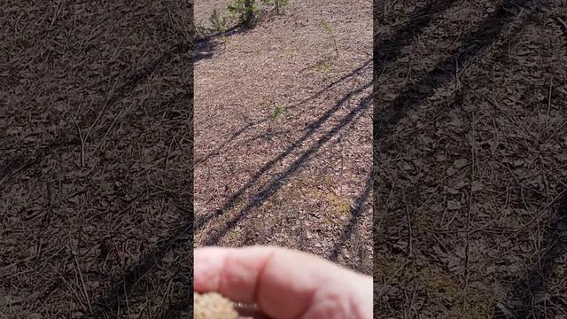 Сок настой из шишек сосны при всех воспалительных процессах в лёгких и бронхах смотреть онлайн