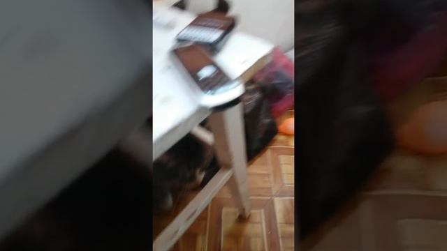 Котенок сосет у кота. смотреть онлайн