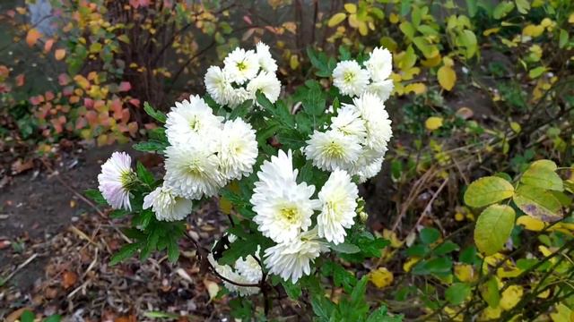 Білі хризантеми. смотреть онлайн