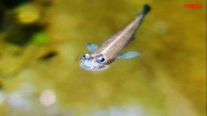 Рыба Илистый прыгун. Содержание в аквариуме, размножение