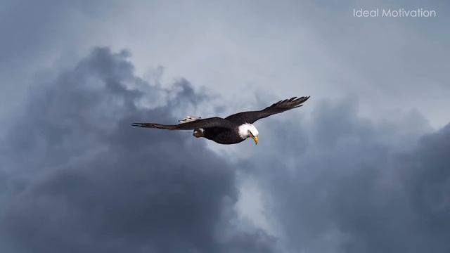 The Eagle Mentality - Best Motivational Video смотреть онлайн
