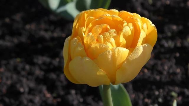 Утренняя медитация "Приветствие Солнца" смотреть онлайн