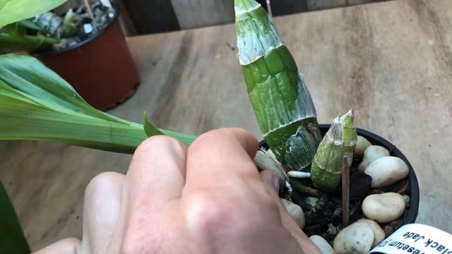 Мои Катасетумы( Catasetum) смотреть онлайн