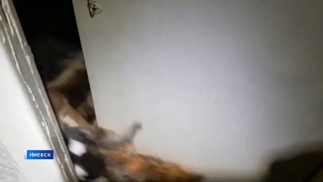 Ответственности за питомцев должны научить жителей Удмуртии правила содержания домашних животных смотреть онлайн