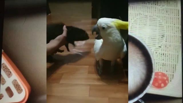попугай Какаду знакомится с хорьком смотреть онлайн