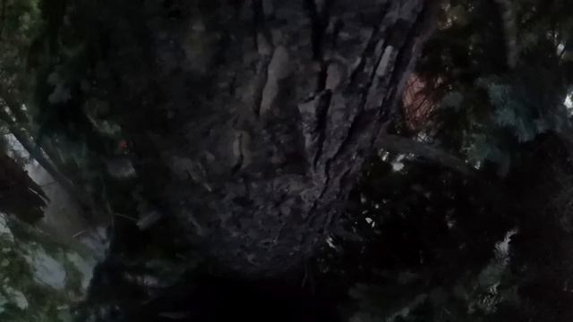 кошка на дереве. Калининград 05.06.2016 смотреть онлайн