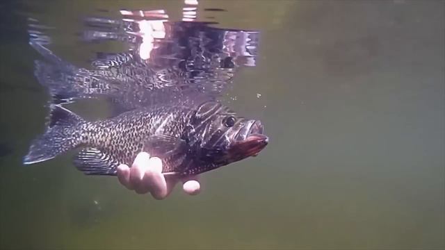 TOP 5 CRAPPIE JIGS FOR SPRING- Full length episode смотреть онлайн