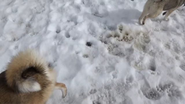 Лайки борются за свой  домик!!!10.03.2019