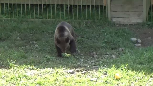 От вольера с медведями можно не отходить?? ПАРК ЗЕМЛЯ ПРАЙДА ?
