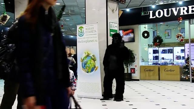 Горилла напала на людей в торговом центре / Gorilla attacked people in the mall смотреть онлайн