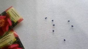 Как посеять пион.Сею пион уклоняющийся или Марьин корень