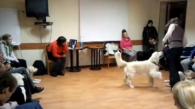 Ретривер-фест Киев 19.11.2011 - голден-ретривер Федя смотреть онлайн