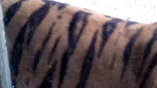 Panthera Tigris is the Scientific name of Tiger смотреть онлайн