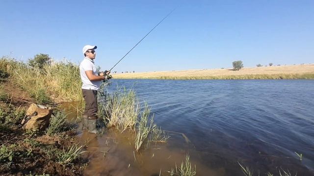 рыбалка на маныче 2021. ловля окуня на тэйл спинер на без отказную приманку смотреть онлайн