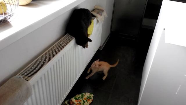 Рыжий котенок-бесенок пристраивается в добрые руки смотреть онлайн