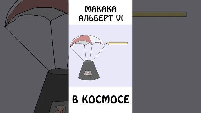 Макака у которой получилось)) #животные #космос #сэмонелла #шортс #авызналиэто #иф смотреть онлайн