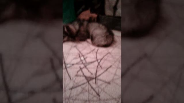 История как мне взяли щенка смотреть онлайн