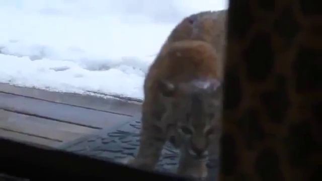 Кот и Рысь смотреть онлайн