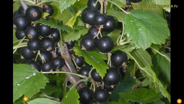 Смородина черная Вологда. Краткий обзор, описание характеристик ribes nigrum Vologda смотреть онлайн