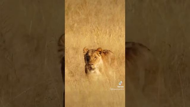 #лев#хищник#животное#animals#lion смотреть онлайн