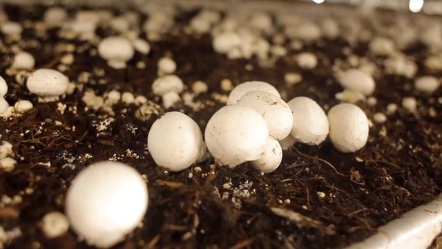 Proceso de siembra y germinación del Champiñón - TvAgro por Juan Gonzalo Angel смотреть онлайн