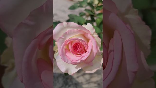 Moonstone Rose смотреть онлайн