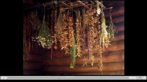 Пустырник Лечебные свойства