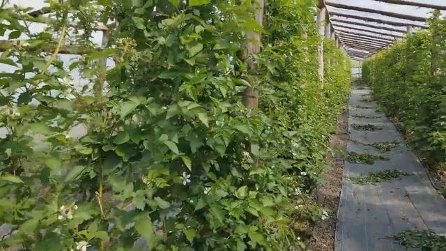 МОЯ ЕЖЕВИКА КАРАКА БЛЭК. Прошёл месяц спустя, после первого цветения. смотреть онлайн