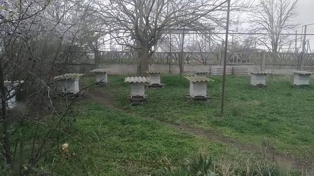 Закон подлости в действии.Вот почему в Крыму мало кто собирает товарную пыльцу с фруктовых деревьев смотреть онлайн