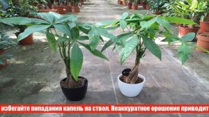 Растение пахира: как вырастить мини-баобаб в домашних условиях