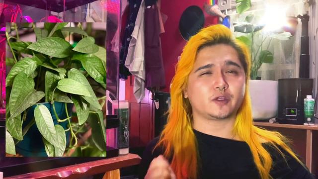 Flora, Foliage & Facts: Pothos смотреть онлайн