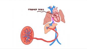 Особенности кровообращения плода