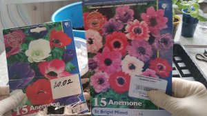 Как правильно посадить в грунт клубеньки анемоны