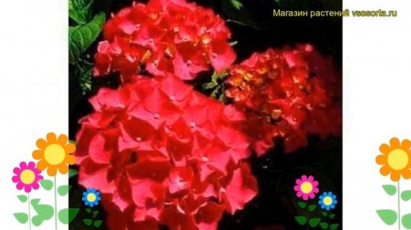 Гортензия крупнолистная Ред Барон. Краткий обзор, описание hydrangea macrophylla Red Baron
