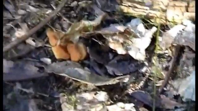 Грибы Строчки оранжевые нашли в березках. Смоленск. Лес. смотреть онлайн