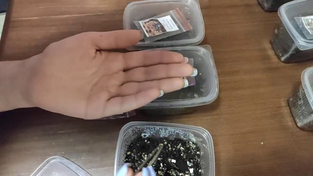 Посев бегоний легко смотреть онлайн