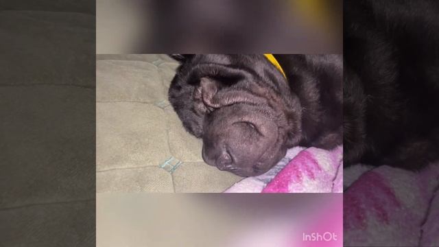 Как спят Шарпеи. Сон Шарпей ки Златы)) смотреть онлайн