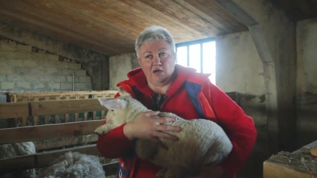 Породы овец. Восточно-фризские овцы.