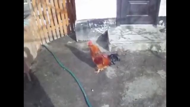 red 21 петушиные бои смотреть онлайн