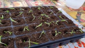 Тонкости пикировки хрустальной ромашки( мезембриантериума), сроки.