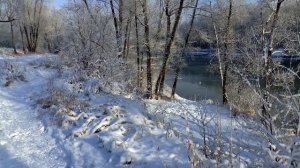 ? Встреча с волком в тайге – удивительные истории про волков. Таежные истории. Случай в тайге