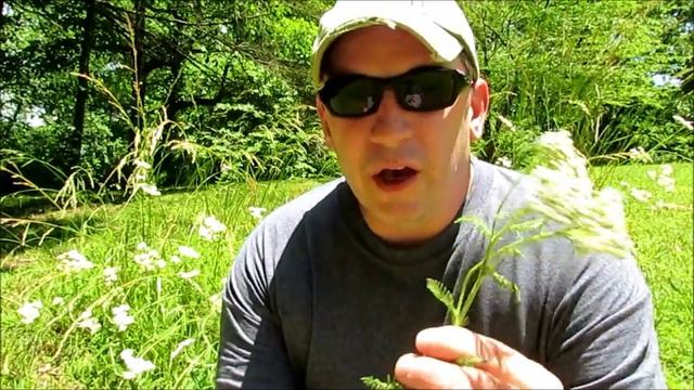 Yarrow (Achillea millefolium L) смотреть онлайн