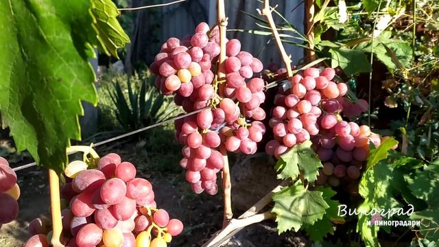Виноград "ФАЭТОН" смотреть онлайн