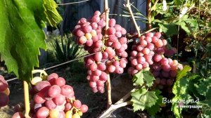 Виноград «ФАЭТОН»