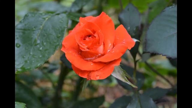 Nikon D3100 photo смотреть онлайн