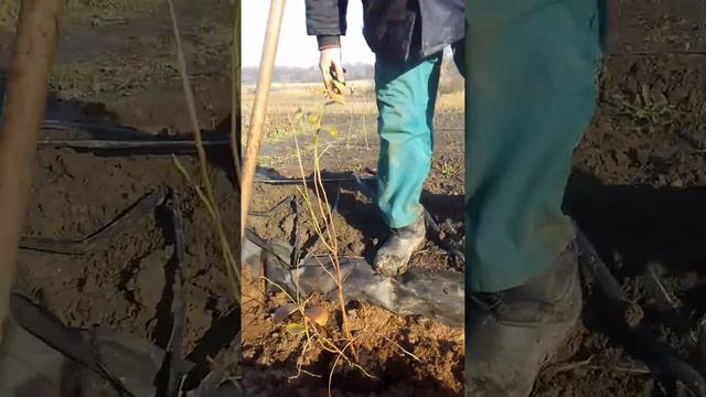 Посадка голубики/часть 1 смотреть онлайн