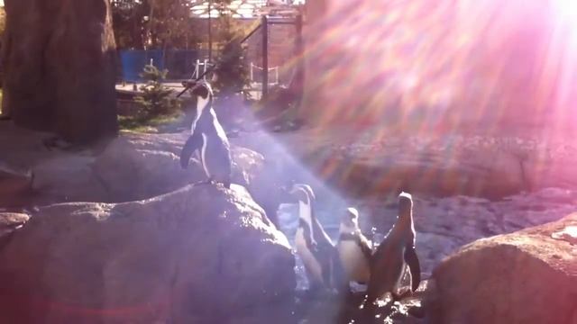 Танец забавных пингвинчиков | "Dancing " penguins смотреть онлайн