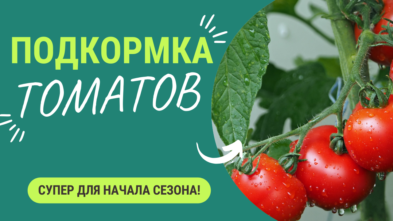 Томаты обожают такие подкормки в первой половине сезона. Отблагодарят урожаем! смотреть онлайн