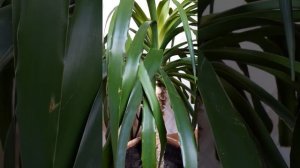 Драцена Драко: формирование ствола, подкормки, вредители и период покоя. Драцена Драко из семян