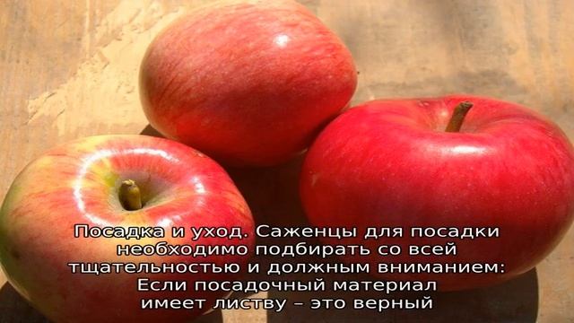 Яблоня Малиновка смотреть онлайн